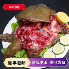 现杀外塘甲鱼放养老鳖  王八真空包装 【顺丰】1.5斤现杀真空包装 外塘散养甲鱼(青黄背)切块