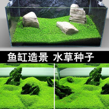 爬地矮珍珠爬地珍珠水草种子金鱼草金鱼藻挖耳草鱼缸水草趴地珍珠 06号大喷泉1000粒