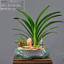 君子兰盆栽室内客厅绿植大盆景年宵花卉四季易活好养常青植物 上善若水(哥窑1)君子兰+中塔 带盆栽好