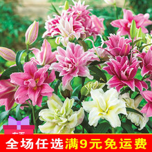 进口现货百合种球5球装大花香香水百合花盆栽花苗绿植 混色【5球装】5个色 12+