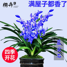 桐卉兰花 蓝宝石建兰四季兰 有香味的兰花苗 秋带花苞出售花卉好养盆栽绿植 蓝宝石6苗连体不带花