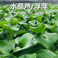 水葫芦浮萍水生植物鱼缸金鱼乌龟水草造景净化水质水芙蓉水培绿植 水葫芦【3株】