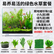 疯狂水草水草活体套餐鱼缸造景水草草缸造景套餐 易活易养绿草景 70-80cm