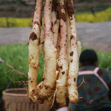四川生姜仔姜新鲜子姜鲜姜红芽姜醋泡姜小仔姜当季农家现挖蔬菜 大仔姜3斤现挖现发
