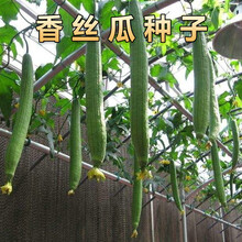 山谷里的居民  高产丝瓜种子早熟长丝瓜籽四季播种易成活产量高庭院盆栽花卉植物 丝瓜种子5粒