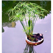 春沭 水生水培植物龟水竹盆栽水棕竹鱼缸风车草水竹鱼池鱼塘装饰耐寒型 30-50厘米高20颗 不含盆