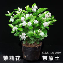 茉莉花盆栽【重瓣浓香茉莉花苗】茉莉花盆栽室内花卉绿植水培除甲醛好养植物  初石 大盆茉莉花【包成活】+催花肥