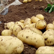 新鲜土豆黄心大土豆农家自种马铃薯洋芋 10斤