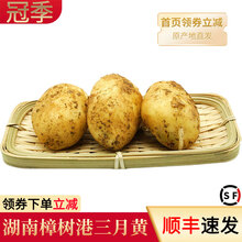 顺丰速发 正宗樟树港农家自种三月黄土豆现挖新鲜蔬菜土豆湖南特产马铃薯5斤装10 5斤装