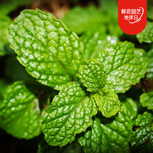 食用薄荷 商品搜索 京东