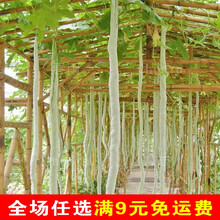 蛇瓜种籽蛇豆角种蔬菜种子蛇豆特大苗秧四季春季冬季农家食用种孑 蛇瓜种子 10g散装 【约40粒】