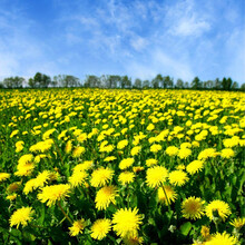 小镇有花 蒲公英种子 婆婆丁种子 可食用 蒲公英种子阳台庭院易播种 蒲公英种子 200克（播种70平方） 厂商封装