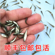 麦穗鱼饲料鱼活体鱼苗淡水养殖小鱼龙鱼鳄龟饲料喂乌龟吃的小鱼苗 5-7cm 30条   送10条抵损