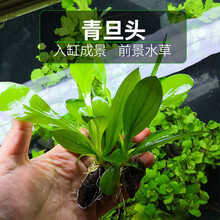 懒人水草活体淡水植物鱼缸水族箱装饰造景水草活体淡水植物皇冠中后景水草鱼缸造景装饰 青旦头1棵一份(无需CO2)