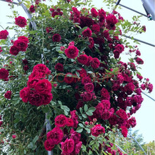 庭院爬藤攀援植物七里香 木香花苗 四季蔷薇阳台花卉盆栽绿植爬墙 1.5米高苗木香【今年开花多】 不含盆