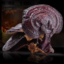 灵芝 长白山紫灵芝林芝灵芝灵芝片泡酒料泡水东北 紫灵芝500克（一斤）/8朵-13朵