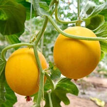 美农汇 甜瓜种子 京蜜一号早熟香瓜种子杂交薄皮抗病 香瓜种子 白皮甜瓜种籽 甜瓜种籽 春季瓜种子 果皮金色厚皮白肉甜瓜种子10粒