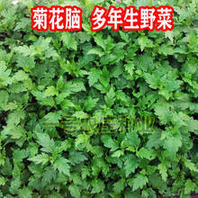 南京菊花脑种子菊花叶籽菊花涝蔬菜种孑多年生宿根多次采摘野菜 菊花叶原装约1000粒