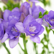 重瓣雪兰种球小苍兰种子有味多年生球根花卉盆栽地栽 蓝紫色3球装 春天开花 其他