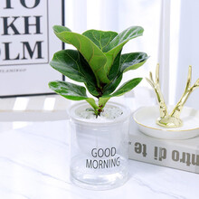 长寿花发财树九里香虎皮兰文竹大叶金钻芦荟栀子花花卉盆栽文竹水培植物盆栽花卉室内盆景绿植吊兰海棠 【单盆】琴叶榕 带盆栽好发货