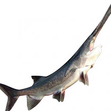 鸭嘴鱼3-3.3斤,养殖场自产,现宰真空包装欧因 3-3.3斤适合2-3人食用