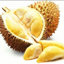 楠花绿坊榴莲树苗南北方种植猫山王金枕头嫁接泰国榴莲苗当年结果 8年苗买一送一拍下备注品种 81cm(含)-110cm(含)