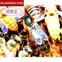 伟博精选中蜂种蜜蜂王新开产王笼蜂产卵王双色阿坝仓王处女王老王包活巢础 双色秋王