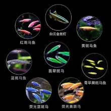 豆乐奇 斑马鱼 淡水鱼 观赏鱼 小型鱼 热带鱼 蓝莓斑马蝶翼斑马 灯科鱼 群游鱼 好养易活 新手鱼 八色套餐B（图上每种各2条）共16条