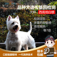 希诺谷狗狗泰迪金毛哈士奇等品种遗传病基因检测 西高地白梗