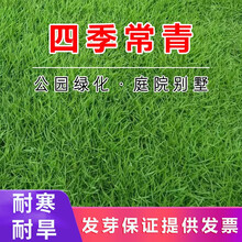 进口草坪种子护坡草籽美国四季青狗牙根高羊茅种子矮生绿化工程庭院别墅耐寒四季长青剪股颖免修剪草籽简雪 美国四季青种子1斤