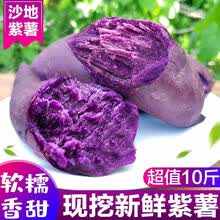 山东沙地小紫薯新鲜批发代餐番薯地瓜农家软糯板栗心薯 5斤小果