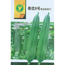 大花点肉丝瓜种子种籽特大丝瓜新品种四季广东苗秧秋冬季蔬菜孑子 粤优8号花点丝瓜15克/袋