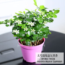 九里香水培植物绿植花卉盆栽鲜花花卉观花植物室内净化空气植物 大号原盆九里香 带盆栽好