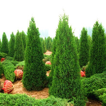 沭之美塔柏树苗 蜀桧苗 圆柏桧柏侩柏小苗快柏 松柏树苗 扫墓祭祀墓地松树苗 柏树苗四季长青工程园林绿 1.3米高 苗