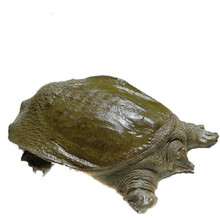 现杀外塘甲鱼源生态活体王八真空包装鲜活杀好食用开袋即煮 1.5斤现杀真空包装