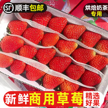 双流冬酸新鲜草莓商用饮品蛋糕店烘焙奶茶店专用草莓水果顺丰 0g 2盒28颗（小果共56颗）单果5-9g