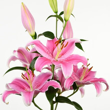 纳格兰东方香水百合种球0T浓香型多年生易活盆栽花卉 香水百合-混色‘3球装 10-12CM