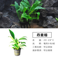 于家林子水草活体新手懒人沉木水榕淡水鱼缸生态造景套餐用品水族箱装饰阴性真植物后景草 丹麦榕