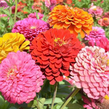 百日草种子百日菊花籽花种四季室外易活百日草花种子农民老史 混色百日草1000粒