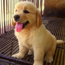纯种金毛幼犬活体金毛犬大骨架金毛犬纯种金毛幼犬活体金毛活体幼犬宠物狗金毛犬幼犬纯种金毛狗公母均有   金毛 公