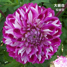 纳格兰球根花卉大丽菊花地瓜花大丽花种球庭院种植盆栽植物 视错觉【种球】