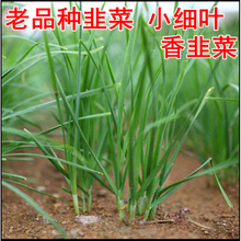 老品种小细叶韭菜种子宽叶紫红根四季播雪韭王不休眠韭菜阳台种菜 老品种细叶香韭菜【100克】