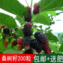 韩之花种业出售果树籽桑树种子桑葚桑果桑椹子四季可播口感好 半斤(250克)