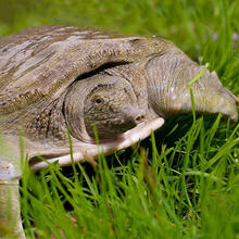 【所友旗舰店】足斤【鲜活甲鱼 包活送达】大甲鱼活体食用中华鳖苗水鱼王八土鳖 2.7-2.5斤 野外生态老鳖