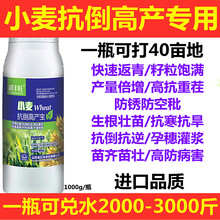 小麦叶面肥控旺高产素增产素分蘖抗倒伏缩节灌浆肥小麦抗倒高产宝 小麦抗倒高产500ml（打20亩地）