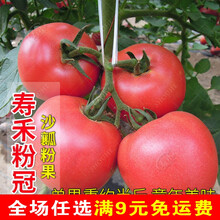 马蹄番茄种孑种子苗大西红柿种籽潮汕老品种四季春季蔬菜阳台盆栽 粉冠番茄苗 6棵 限时