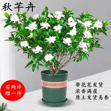 带花苞栀子花盆栽 浓香满屋牡丹大叶栀子花绿植阳台室内独杆栀子花盆栽花卉庭院好养活稀有小叶枝子花树苗 【尊享款】小叶栀子花六年苗（花苞爆满） 原土发货