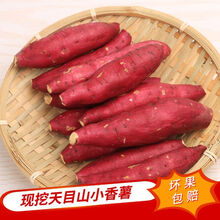 临安天目山小香薯沙地金手指香糯香薯新鲜番薯小香薯5斤 【五斤装】