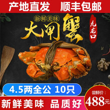 【活蟹】现货九龙口大闸蟹鲜活美味特大生态红膏全规格螃蟹春节过年送礼10只礼盒装 馈赠款 特大满膏：全公4.5 10只