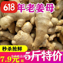 山东老姜母生姜黄姜5斤新鲜老姜大姜母批发大姜块小黄姜 带箱2斤